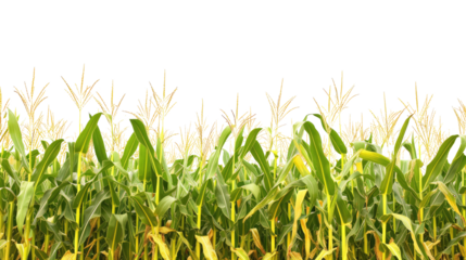 Corn field plantation on transparent