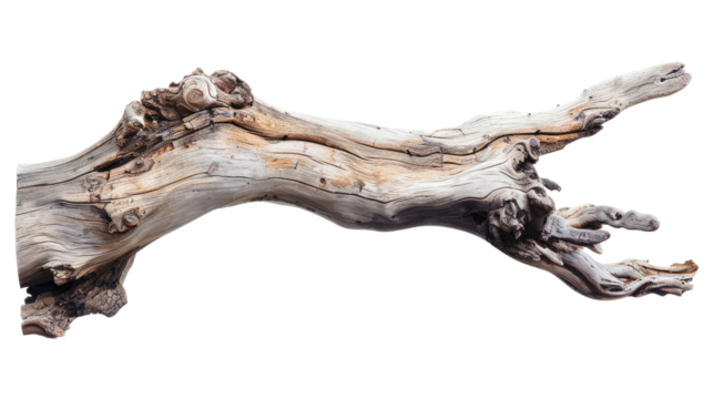 Tree dry branch. Dry stick natural decoration. Big tree beautiful curved branch element isolated on transparent background