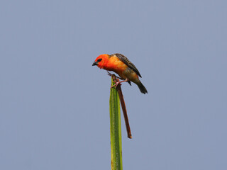 Vibrant orange bird perching on top of palm tree central stem 