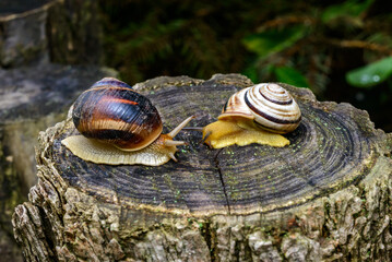 Cepaea vindobonensis and Helix vulgaris - two crawling land pulmonate molluscs