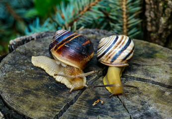 Cepaea vindobonensis and Helix vulgaris - two crawling land pulmonate molluscs
