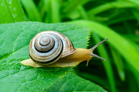 Cepaea vindobonensis - crawling land lung mollusk with a yellow body