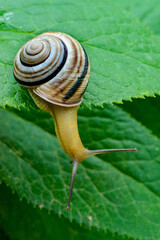 Cepaea vindobonensis - crawling land lung mollusk with a yellow body