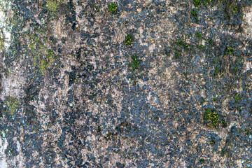 苔の生えた樹皮