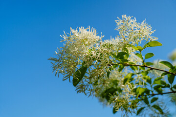 White tassel tree flower against blue sky in sunlight