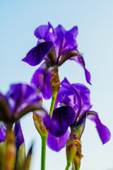 Spring sunlight on purple iris flower © Kem