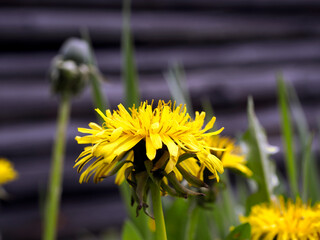 Stary opuszczony drewniany dom i budynki gospodarcze w wiosennej scenerii  wśród kwitnących polnych kwiatów.  © JDziedzic