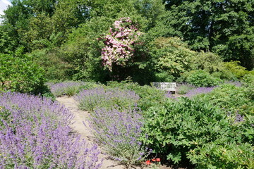 Weg durch Katzenminze und rosa Rosen im  Arboretum Ellerhoop-Thiensen