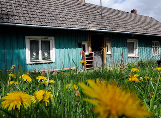 Stary opuszczony drewniany dom i budynki gospodarcze w wiosennej scenerii  wśród kwitnących polnych kwiatów.  © JDziedzic