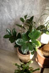 Home plant Zamioculcas in a room with other plants. Also known as Zanzibar Stone
