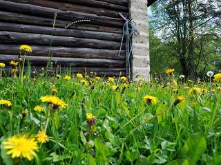 Stary opuszczony drewniany dom i budynki gospodarcze w wiosennej scenerii  wśród kwitnących polnych kwiatów.  © JDziedzic