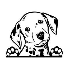 Peeking Dalmatian - Dog Breed, Puppy Breed Vector File, detailed vector