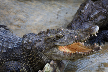 Close up the crocodile on garden