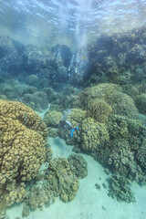 A group of divers explores the beautiful coral reefs in the Red Sea.