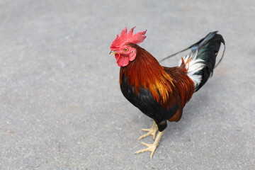 The fighting cock is beautiful hen in garden