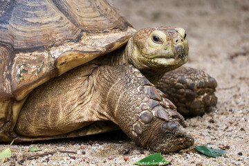 Obraz premium Sulcata tortoise in the garden at thailand
