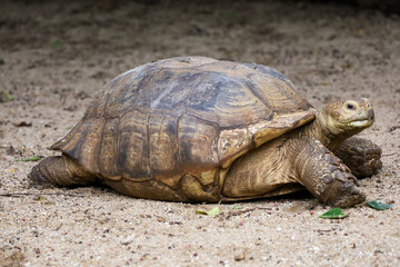 Sulcata tortoise in the garden at thailand