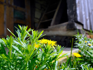 Stary opuszczony drewniany dom i budynki gospodarcze w wiosennej scenerii  wśród kwitnących polnych kwiatów.  © JDziedzic