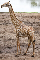 The giraff in the garden at nature sawana grass