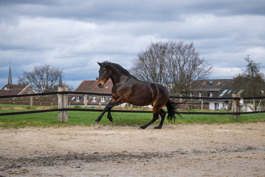 Brioso, Lusitano, 5 Jahre alt