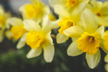 Spring daffodils in a flower garden with copy space