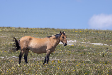 Fototapeta premium Wild Horse in Summer in the Pryor Mountains Montana