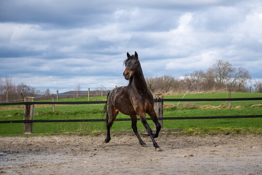 Brioso, Lusitano, 5 Jahre alt