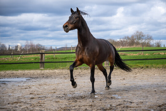 Brioso, Lusitano, 5 Jahre alt