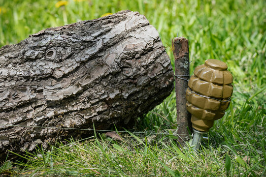 Booby Trap Landmine made from hand grenade with tripwire installed on the ground near old log on the path where people walk