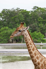 Obraz premium Close up head giraffe in the garden