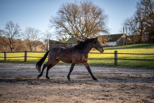 Brioso, Lusitano, 5 Jahre alt