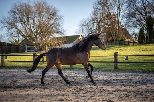Brioso, Lusitano, 5 Jahre alt