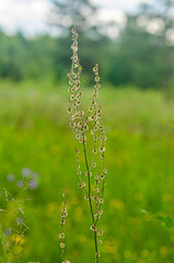Long curved green and golden spike of cattail grass . High quality photo