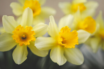 Spring daffodils in a flower garden with copy space