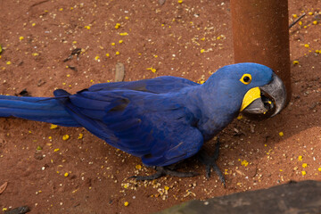 A bright beautiful parrot Ara ararauna is feeding. A tropical bird with blue-yellow plumage and a long tail eats grains scattered on the ground. Side view. Bird Park. Brazil. Foz do Iguazu