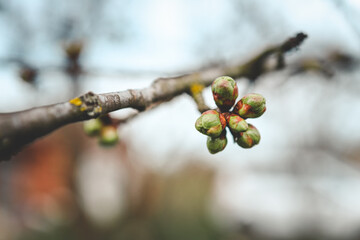 The first spring gentle leaves, buds and branches macro background
