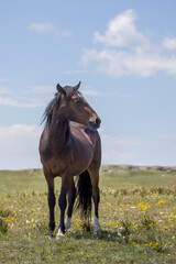 Obraz premium Wild Horse in Summer in the Pryor Mountains Montana