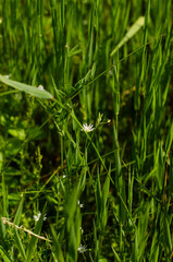 Beautiful white flowers blooming in grass. High quality photo