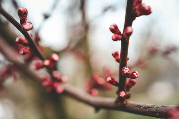 The first spring gentle leaves, buds and branches macro background