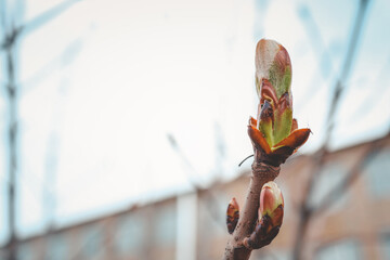 The first spring gentle leaves, buds and branches macro background