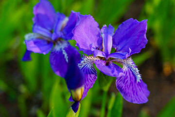 Spring sunlight on purple iris flower