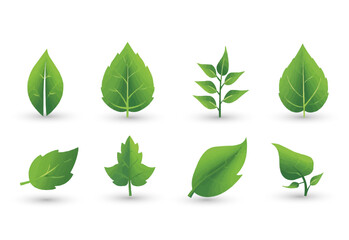 vector set of different isolated green leaves icon white background 