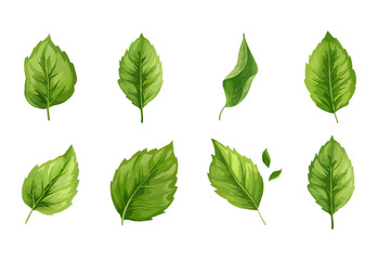 vector set of different isolated green leaves icon white background 