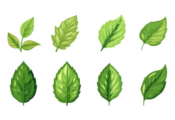 vector set of different isolated green leaves icon white background 