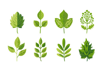 vector set of different isolated green leaves icon white background 