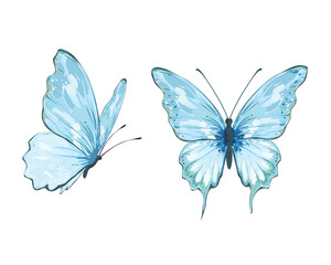 blue butterfly hand drawn design vector