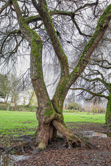 arboles del bosque en invierno 