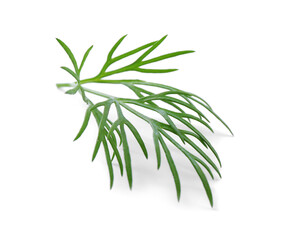 Sprig of fresh dill isolated on white