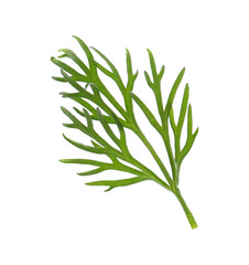Sprig of fresh dill isolated on white