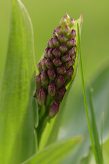 Orchis pourpre (Orchis purpurea)
Orchis purpurea in flower
